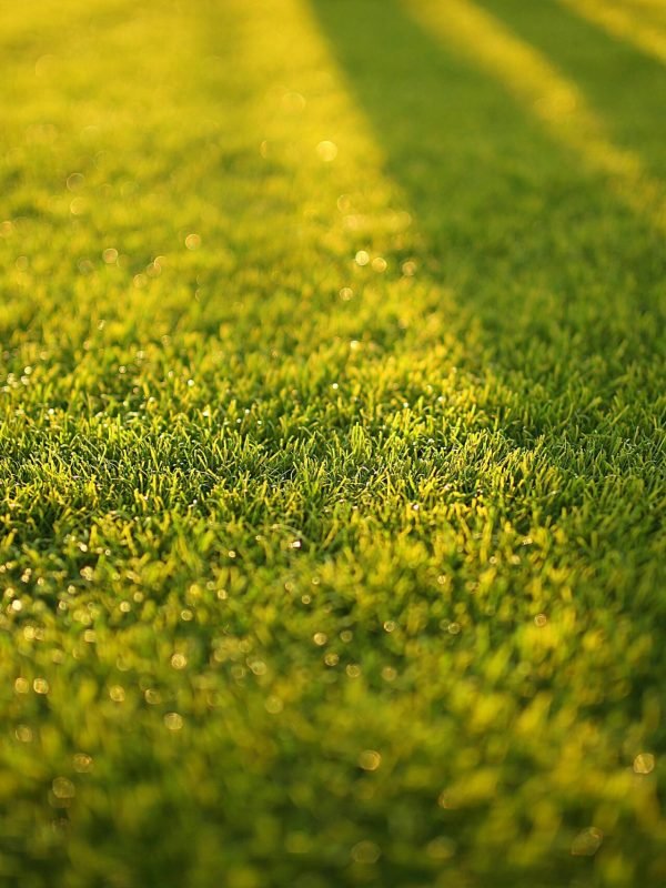 pexels-pripicart-572007